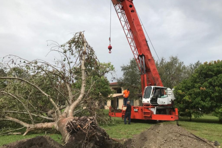 tree-removal-broward-3