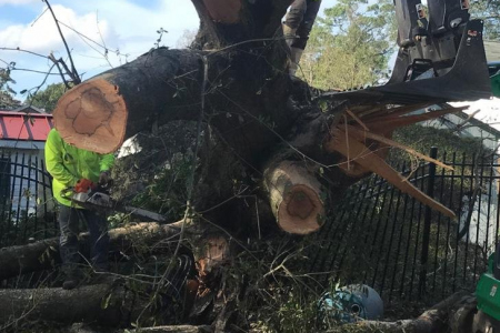 tree-removal-miami-1