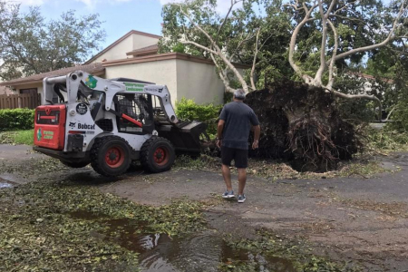 tree-removal-miami-2