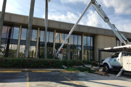 tree-removal-miami-4