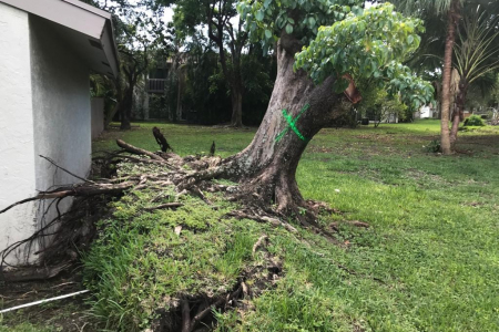 tree-removal-miami-6