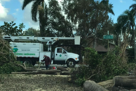 tree-removal-miami-7