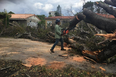 tree-removal-miami-8