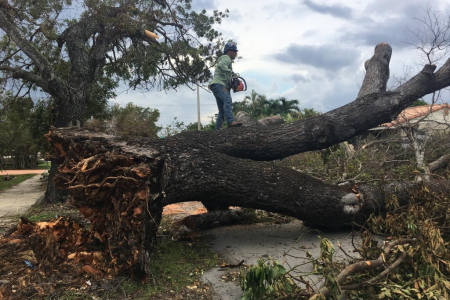 tree-removal-miami-9