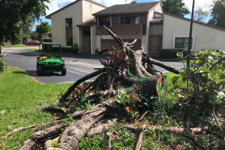 tree-removal-near-me-miami