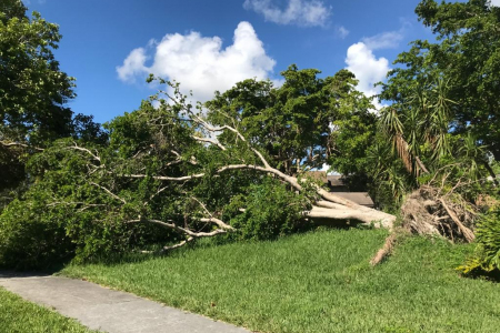 tree-removal-pembroke-pines