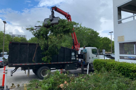 tree-removal-service-broward