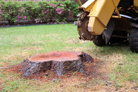 tree-stump-removal-miami-2