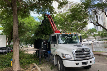 tree-trimming-miami-3