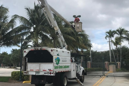 tree-trimming-miami-6