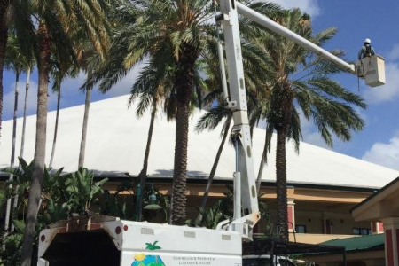 tree-trimming-west-palm-beach